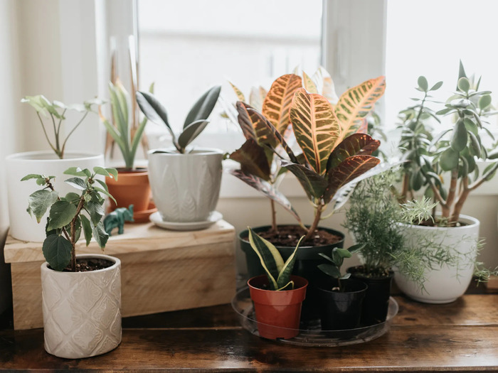 Indoor plants are a symbol of growth, care, and nurturing – qualities